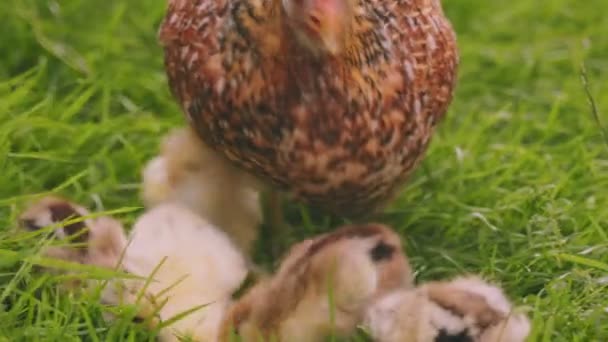 Hen Walks Her Little Chicks Green Grass Close Shot — Stok video