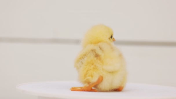 Little Baby Chicken White Blurred Background Close — ストック動画