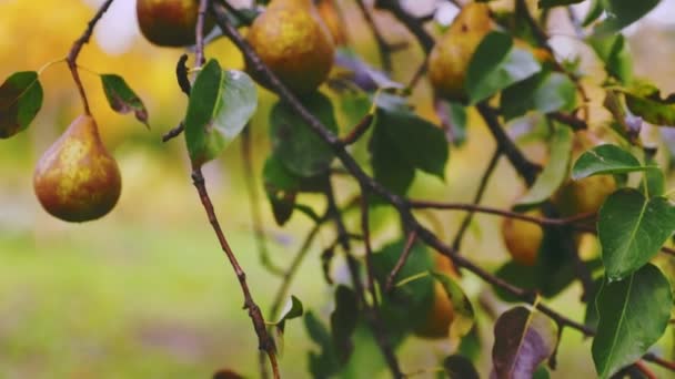 Braune Birnen Auf Einem Baum Großaufnahme — Stockvideo