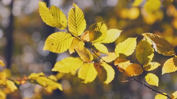 Zweig Mit Gelben Blättern Herbstlichen Wald Aus Nächster Nähe — Stockvideo