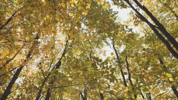 Cime Degli Alberi Nella Foresta Autunnale — Video Stock