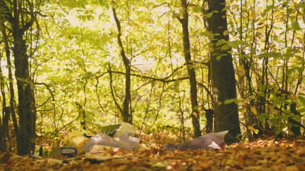 秋の森のゴミは — ストック動画