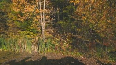 Sonbahar ormanının yakınında bir helikopterden alınan su kütlesi.