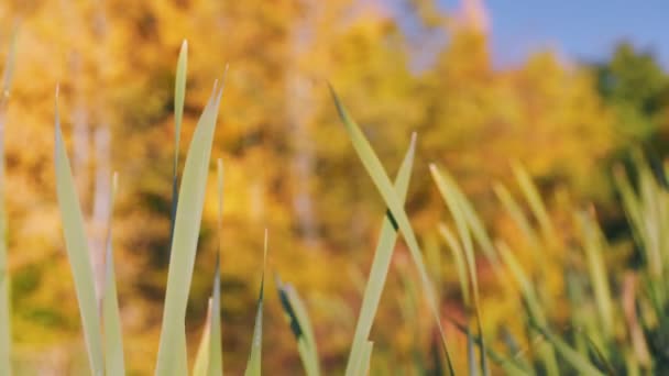 Cattail Leaves Close Background Yellowed Leaves — Stock Video