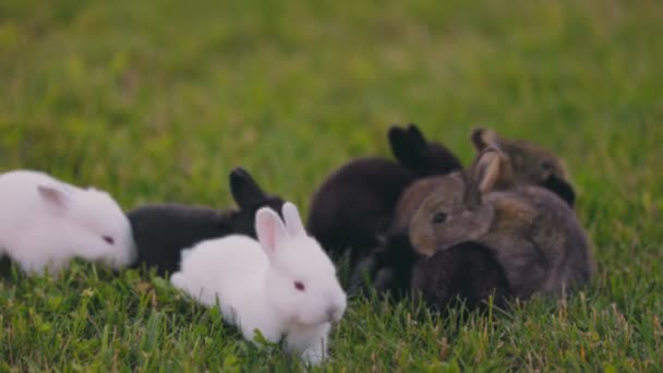 Pequeños Conejos Caminan Césped Verde Patio — Vídeos de Stock