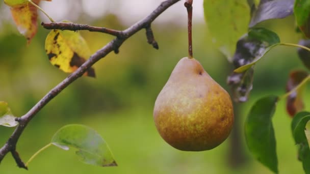 Poires Brunes Sur Arbre Gros Plan — Video