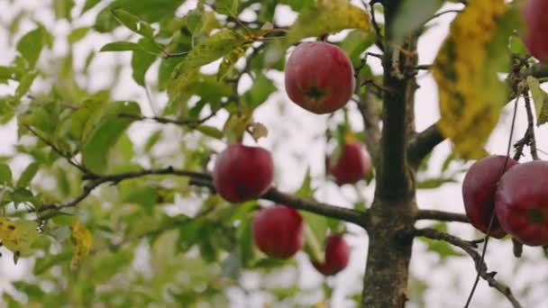 Червоні Яблука Гілках Яблуні Крупним Планом — стокове відео