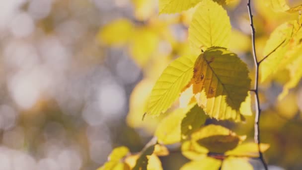 Ramo Com Folhas Amarelas Floresta Outono Close — Vídeo de Stock
