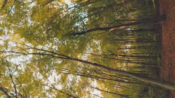 Bosque Otoño Amarillento Tiro Verticalmente — Vídeos de Stock