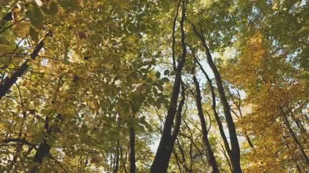 Cime Degli Alberi Nella Foresta Autunnale — Video Stock