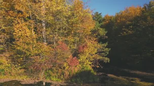 秋の森の近くの水の体は — ストック動画