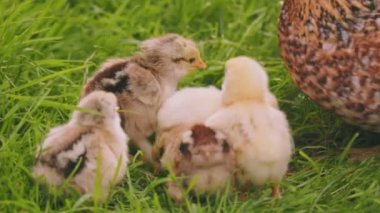 hen walks with her little chicks on the green grass, close-up shot