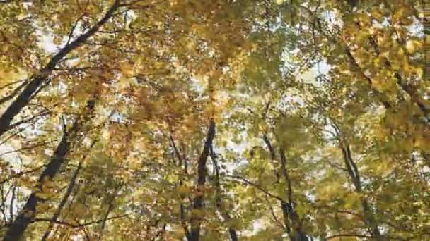 Vrcholky Stromů Podzimním Lese — Stock video
