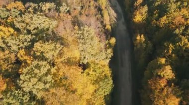 Sonbahar ormanı hava manzaralı toprak yol