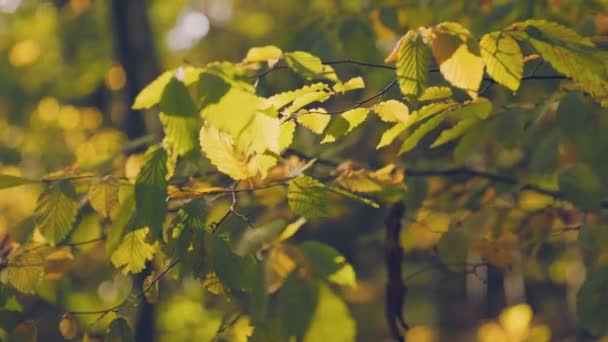 Ramo Con Foglie Gialle Nella Foresta Autunnale Primo Piano — Video Stock