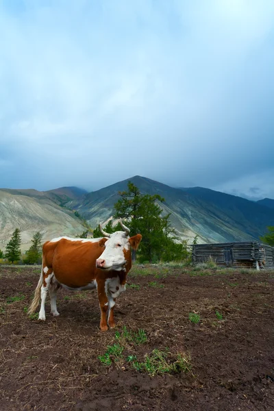 Dağ mera inek ile — Stok fotoğraf