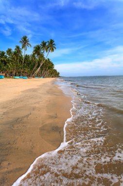 Beach palm akşam