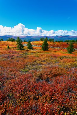 Kırmızı ağaçlar ve ridge