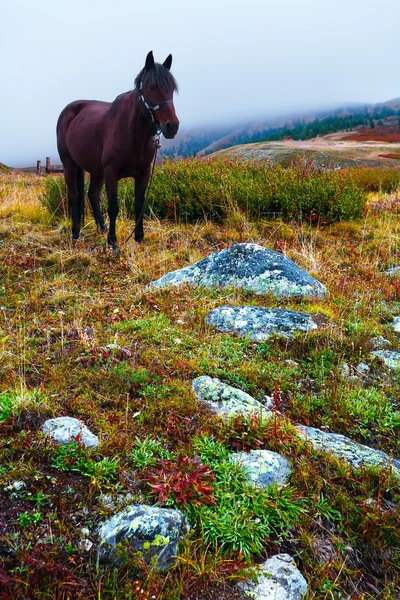 Tundra de cavalo — Fotografia de Stock