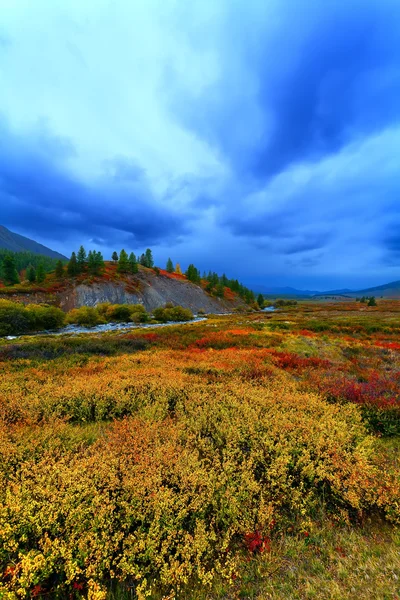 Taiga weide — Stockfoto