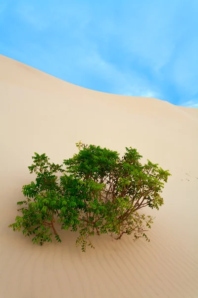 Bush in sand — Stock Photo, Image