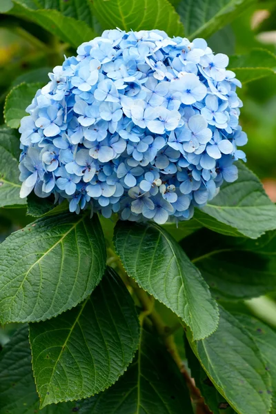 Vietnam koyu mavi çiçek