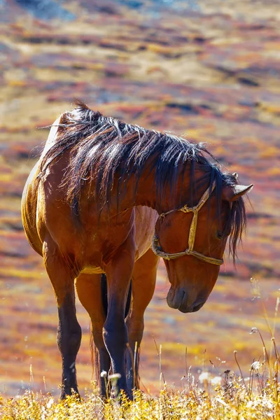 O cavalo marrom é pastado — Fotografia de Stock