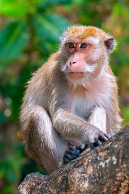 Maymun (makak) bir ağaç üzerinde