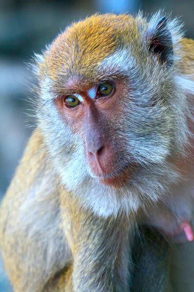 Głowa małpy, Makak — Zdjęcie stockowe