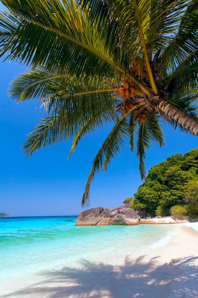 palmiye ağacı ve turkuaz Denizi