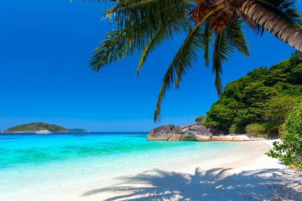Beyaz bir plajda palmiye ağacı