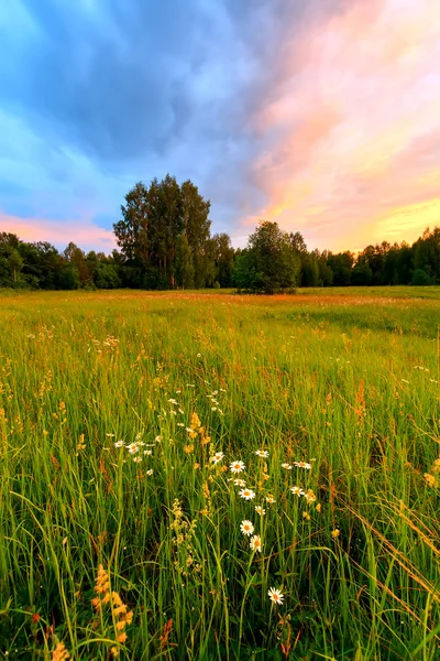 weide op een zonsondergang