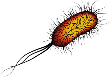 e coli bakterileri izole kırmızı beyaz zemin üzerine
