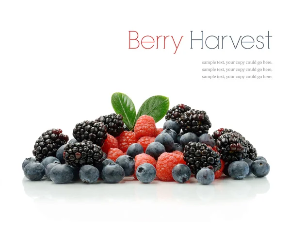 Berry oogst — Stockfoto