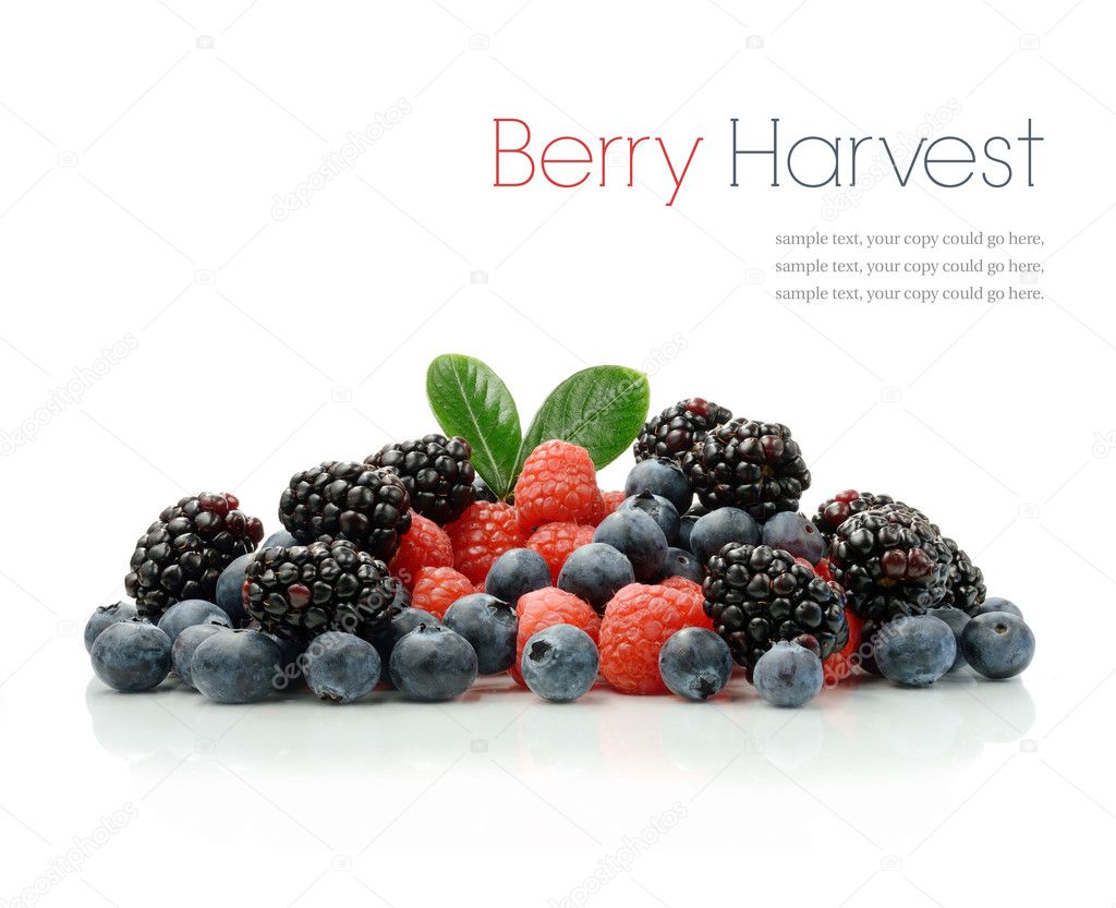 Berry Harvest