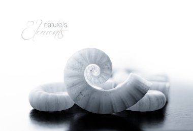 spirula kabuğu