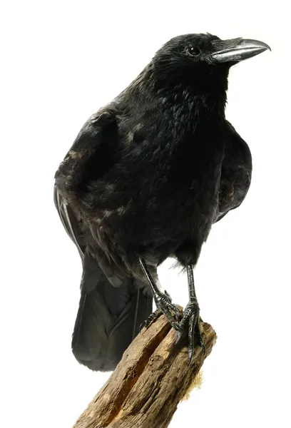 Carrion Crow — Fotografia de Stock