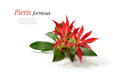Pieris formosa (Forest Flame)