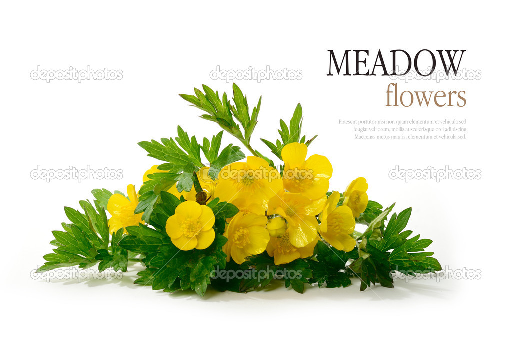 English Meadow flowers