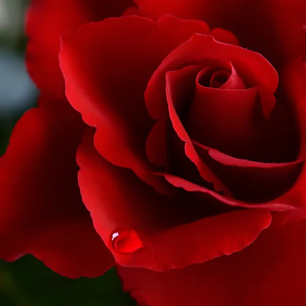 Rose de Saint-Valentin avec une larme Images De Stock Libres De Droits