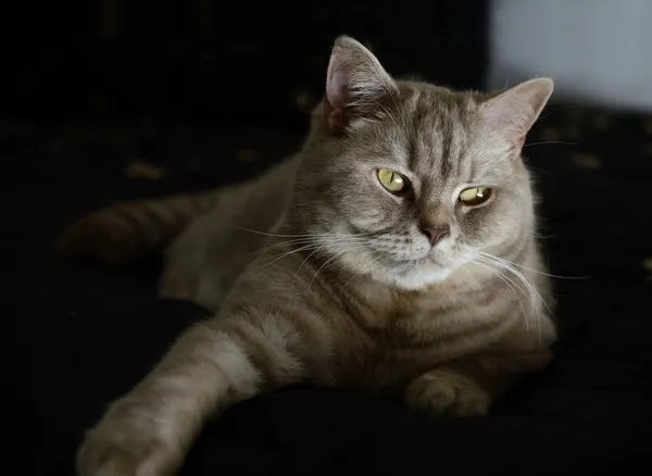 Gato doméstico (British Shorthair ) — Fotografia de Stock