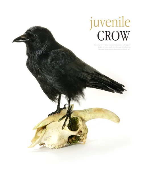 Juvenile Crow on goat skull — Stock Photo, Image