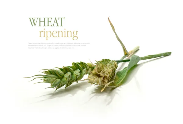 Wheat Ripening — Stock Image Wheat Ripening Royalty Free Stock Photos