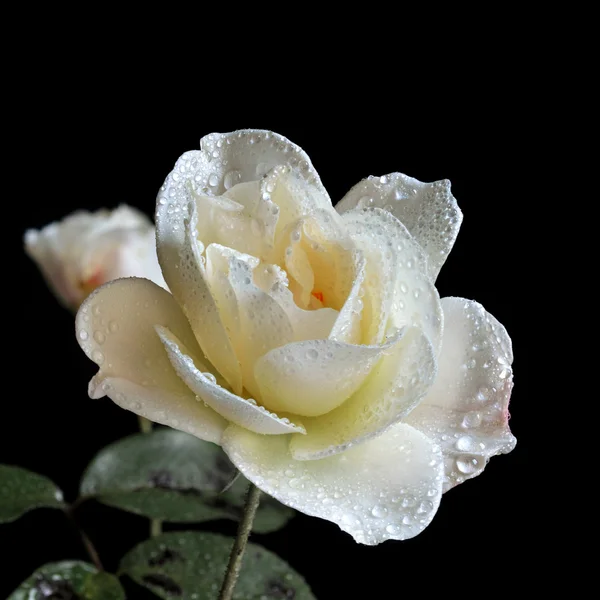 白玫瑰 — 图库照片
