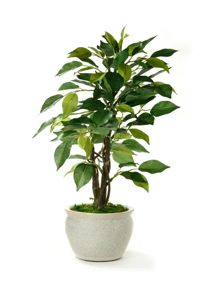 Artificial Tree — Stock Photo, Image