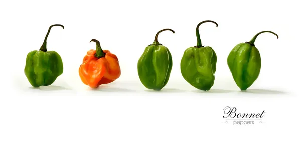 Bonnet Peppers Panorama — Stock Photo, Image