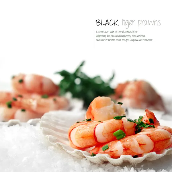 Black Tiger Prawns on snow — Stock Photo, Image