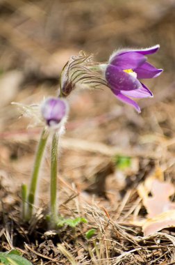подснежники, сон трова, весна пришла пробуждение лес бабочка шмель