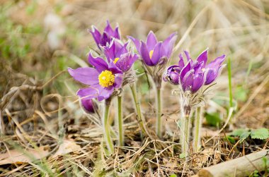 подснежники, сон трова, весна пришла пробуждение лес бабочка шмель