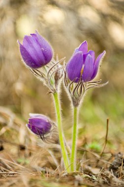 подснежники, сон трова, весна пришла пробуждение лес бабочка шмель
